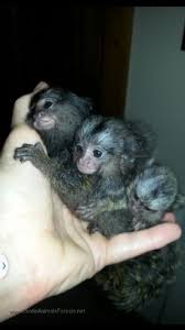 Pocket Monkey We Are Located In Davie Florida In South Flo Baby Monkey Pet Pet Monkey Pets For Sale
