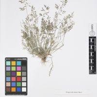 Image result for Eragrostis moggii