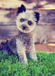 Toy poodle x chihuahua mix. Chihuahua Poodle Mix Meet The Cheerful Chipoo Pup Chihuahua Poodle Mix Dog Breeds Poodle Puppy