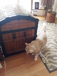 Idiopathic vestibular disease causes peripheral disease and occurs in both dogs and cats. Visiting Vet One Dizzy Cat The Martha S Vineyard Times