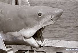 Rediscover the timeless film that continues to make entire generations afraid to go in the water. Hunting Bruce Or On The Trail Of The Jaws Shark Npr