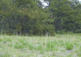 Image result for Sorghastrum fuscescens