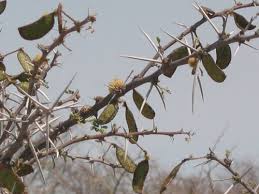 Image result for Acacia nebrownii