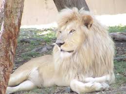 What you need to know is that these images that you add will neither increase nor decrease the speed of your computer. White Lion Cool Wallpapers Top Free White Lion Cool Backgrounds Wallpaperaccess