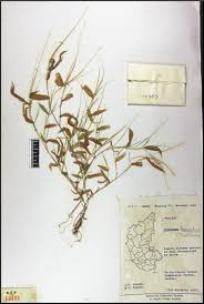 Image result for Arthraxon lancifolius