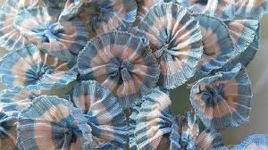 This is dia de la escarapela by victoria tapia on vimeo, the home for high quality videos and the people who love them. 88f45ohp5lbkgm