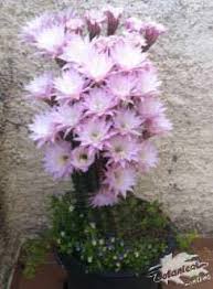 Es muy importante saber cómo y cada cuánto regar un cactus o suculenta. Cuidado De Los Cactus Botanical Online