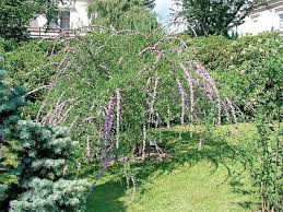 Image result for Komule střídavolisté