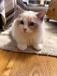 Edit she dont like lidded 1s got to be open anyone got any good links for  large