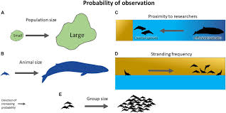 Check spelling or type a new query. Frontiers Patterns Of Research Effort And Extinction Risk Of Marine Mammals In The Philippines Marine Science