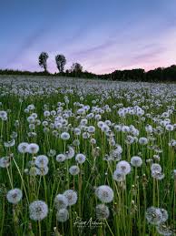 Dekornik offers both aesthetic wallpapers for a girl's room and wallpapers for a boy's . Dandelion Field Wallpapers Top Free Dandelion Field Backgrounds Wallpaperaccess