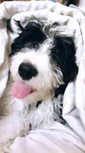 Bernedoodle in dogs & puppies for rehoming in canada. Price Best Bernedoodles