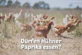 Huhner Archive Kleintierinfo