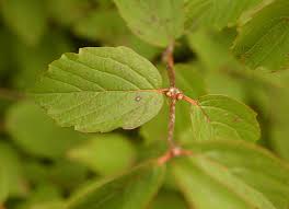 Maybe you would like to learn more about one of these? Viburnum Rafinesquianum Landscape Plants Oregon State University