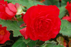 If you want to plant some flowers in your garden then you may have follow some precautions, make sure that these flowers account with the climate of your. Begonia Roseform Scarlet Amazing Begonia Flower Pics Free