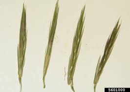 Image result for Leptochloa fusca
