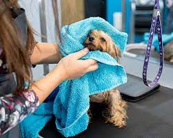 Dirty dog's self serve dog wash offers a private spa like environment for bathing your own pet. Pet Bathing Grooming Gilbert Vet