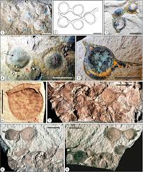 Image result for Acacia rovumae