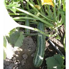 When to plant zucchini in colorado. Cocozelle Summer Squash Seed Heirloom Open Pollinated Non Hybrid Victory Seeds