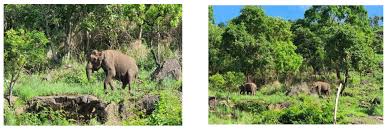 Image result for Enteropogon monostachyos