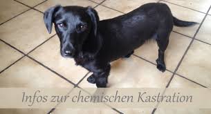 Auch wenn sie alle anzeichen zeigen, kann die vulva wieder sie verfestigt haben, so daß kein eindringen mehr möglich ist. Chemische Kastration Mit Suprelorin Implantat Der Hormon Chip Fur Ruden Fello