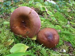 Image result for Russula vinacea