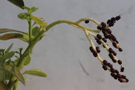 Image result for Basellaceae