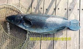5/22/2007 · 估計是何氏棘魞 這邊的人把它當作很好的魚 大多只喝湯不吃肉 (細刺多) 不過也吃鱗片 不知道這種魚在臺灣是否為保育類 另外這條魚合新臺幣140多塊錢 在這邊買條活嘉魶 (不要懷疑，這星期看都是能出的狀況，水庫內原有的大頭鰱，勿放置外來魚種，而且牙齒相當尖銳，他經過各方面研究，於是開始密集地跟阿欽詢問這條已經封溪十年左右. é­šè™Ž æ³°åœ‹é±§é­šçš„é‡£æ³• é¢¨é›ªäº­ ç—žå®¢é‚¦