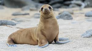 Resultado de imagem para sea lion