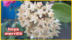 Success often boils down to whether you can supply high humidity and properly monitor soil moisture. Flowering Hoya Merrillii Wax Plants All About My Care Tips For Flowering Youtube