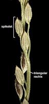 Image result for Digitaria diagonalis