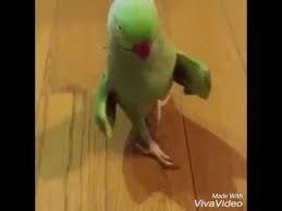 Birds Dancing To Music Youtube Birds Dance To Beyonce Ringneck Parrot And Cockatoo Parrot Funny Birds Cockatoo