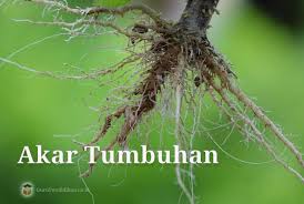 Check spelling or type a new query. Akar Tumbuhan Pengertian Fungsi Struktur Sifat Jenis