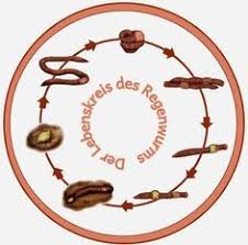 Blog Mit Selbst Erstellten Unterrichtsmaterialien Fur Die Grundschule Volksschule Zum Download Mathematik Deutsch S Regenwurm Krabbelwiese Umweltbildung