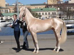 Maybe you would like to learn more about one of these? 9 Horses That Shine Like Gold Horse Nation