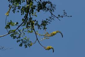 Image result for Mezoneuron