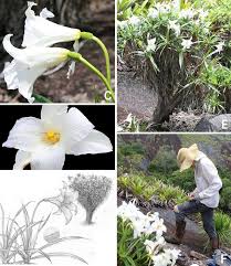 Image result for Velloziaceae