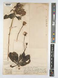 Image result for Kleinia fulgens