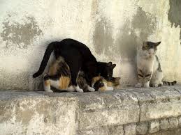 Like Other Mammals Female Cats Go Through Physical Circles That Get Them Ready To Fertilize And Breed This Cycle Is Called Est Cats Cat In Heat Buy A Kitten