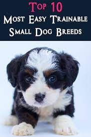 Top 10 Most Easy Trainable Small Dog Breeds Dog Breeds Small Dog Breeds Dog Training