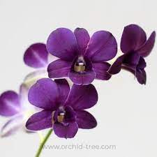 Dendrobium Tg Blue Orchid Varieties Orchid Flower Dendrobium Orchids