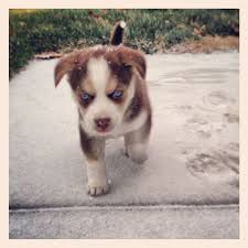 Gallery For Goberian Puppies Golden Retriever Mix Puppies Puppies Cute Animals
