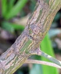 Image result for Mitriostigma axillare