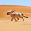 I've had a long fascination with the sahara desert. Https Encrypted Tbn0 Gstatic Com Images Q Tbn And9gctc Unkcxcn1cuacipndeeiph4rmkfpq 6jd Nifjdvbwas4gzr Usqp Cau