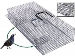 Pied Piper Bird Trap 24 X17 X7 Bird Trap Piper Bird Bird