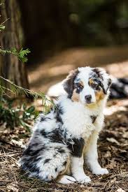 Simple Pleasures H4ilstorm Puppy By Thomas Hawk Aussie Welpen Hunde Australian Shepherd