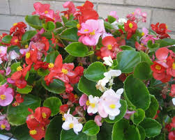Image result for begonia semperflorens