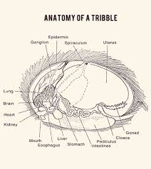 Anatomy Of A Tribble Star Trek Funny Star Trek Art Star Trek