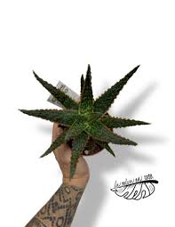 Image result for Aloe zebrina