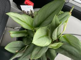 Brighten a loved one's day with a colorful, fresh floral order flowers online. Got This Scindapsus Trebuii Moonlight From A Fred Meyer It Looks A Little Bit Sad What Should I Do I Am Guessing Cold Damage But Not Sure Plantclinic